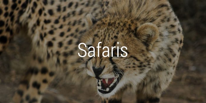 safaris-700×350